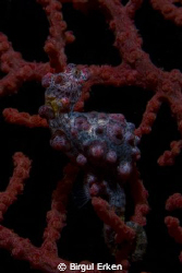 As its name implies, the Pygmy Seahorse is a tiny fish. by Birgul Erken 
